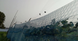 নীলফামারীতে বরই বাগানে পাতা জালে আটকে দুই শতাধিক পাখির মৃত্যু   